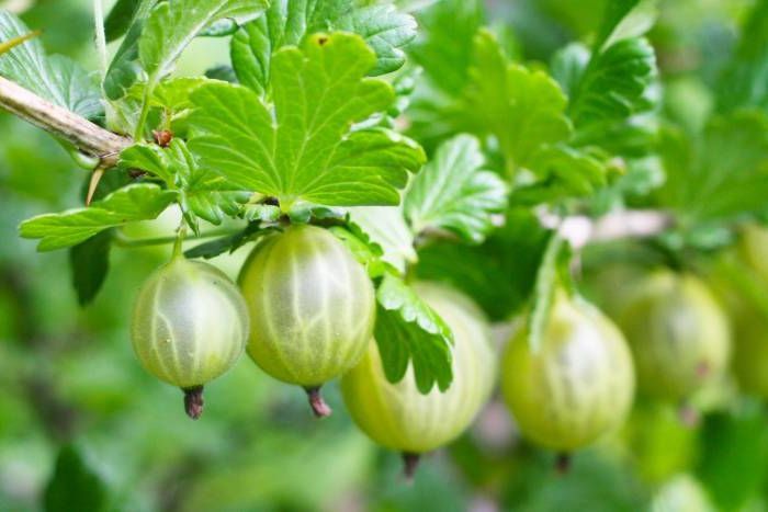 Grüne Stachelbeeren an einem Strauch